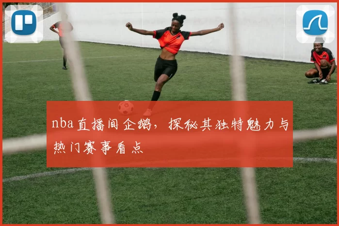 nba直播间企鹅，探秘其独特魅力与热门赛事看点